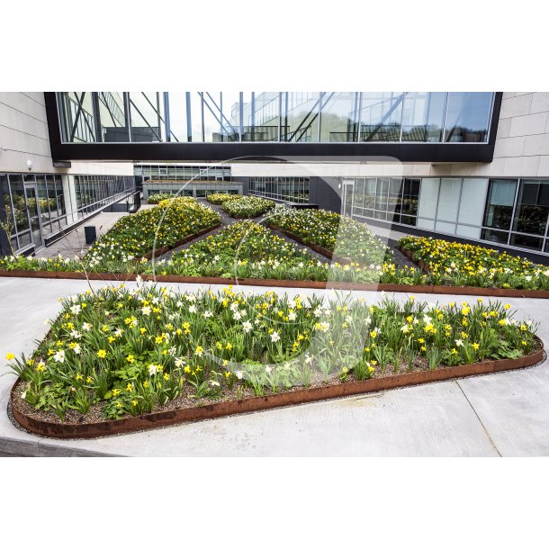 Biodiversitet med forrsblomster foran Jysk hovedsde i Brabrand