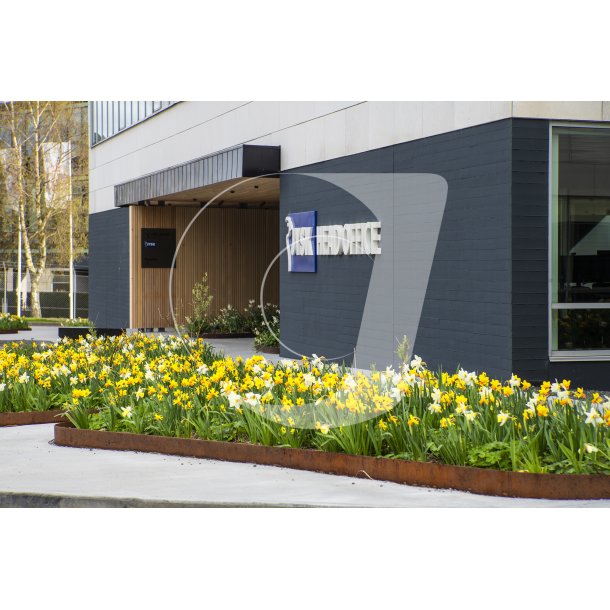 Biodiversitet med forrsblomster foran Jysk hovedsde i Brabrand
