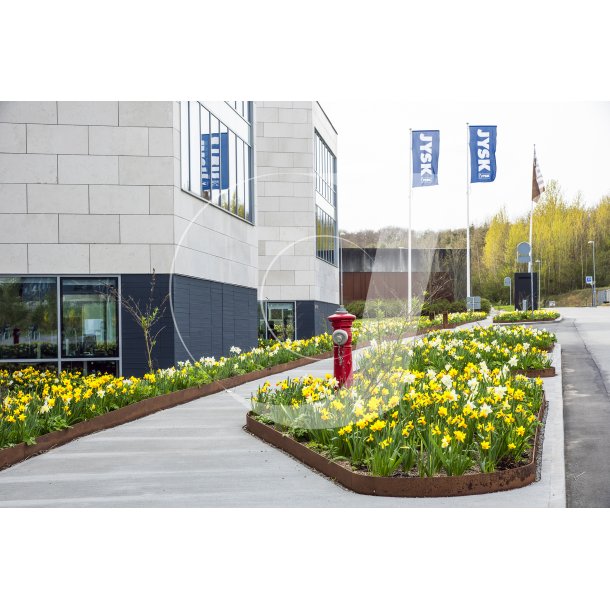 Biodiversitet med forrsblomster foran Jysk hovedsde i Brabrand