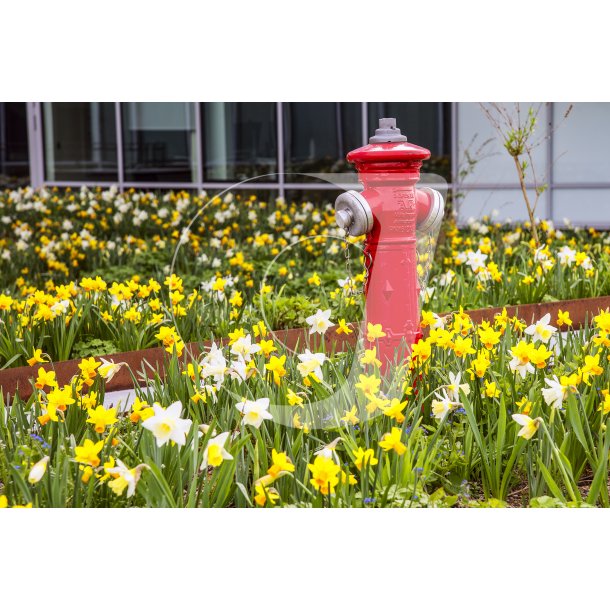 Biodiversitet med forrsblomster og brandhane foran Jysk hovedsde i Brabrand