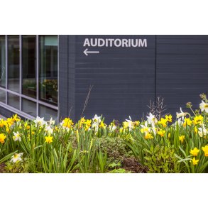 Biodiversitet med for�rsblomster foran Jysk hoveds�de i Brabrand