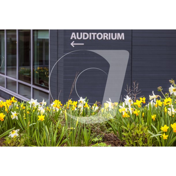 Biodiversitet med forrsblomster foran Jysk hovedsde i Brabrand