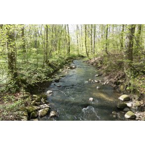 Giber � l�ber igennem Vilhelmsborg skovene