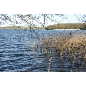 Bl�sende for�rsaften ved Fussing� S�, set fra Gammel Have