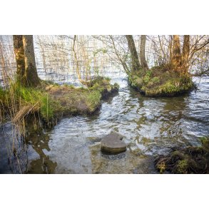 Hjerteformet tr� i Fussing� s� ved Gl. Have.