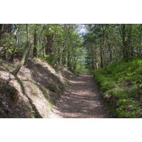 Hulvej igennem skoven ved  Bakker i Nrredalen