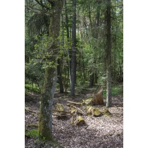 Skov omrde ved  Bakker tt p Nrredalen