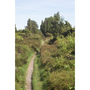 Natur omrdet  Bakker i Nrredalen 