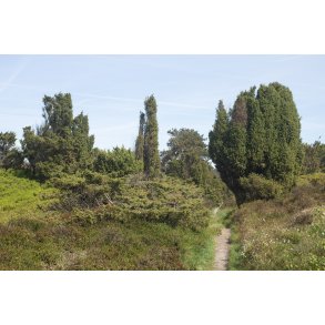 Natur omrdet  Bakker i Nrredalen 