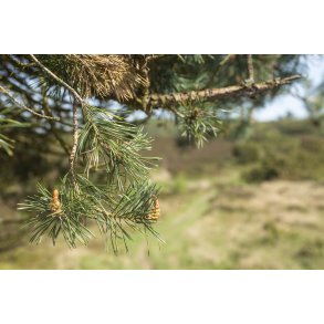 Natur omrdet  Bakker i Nrredalen 