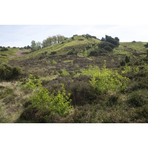 Natur omrdet  Bakker i Nrredalen 