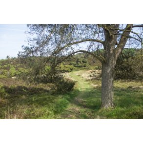 Natur omrdet  Bakker i Nrredalen 