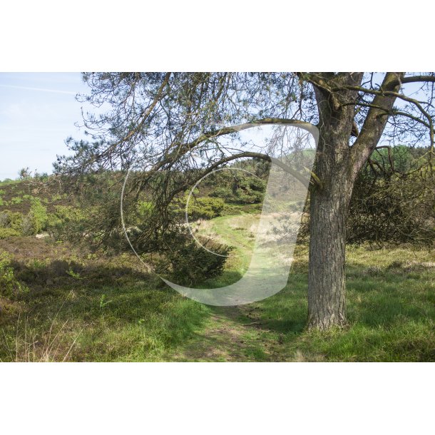 Natur omrdet  Bakker i Nrredalen 