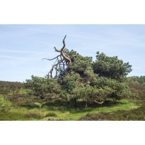 Natur omrdet  Bakker i Nrredalen 