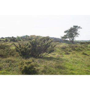 Vandretur i natur omrdet  Bakker i Nrredalen 