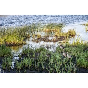 G�s g�r klar til den f�rste morgen sv�mmetur i Guden�en ved Randers