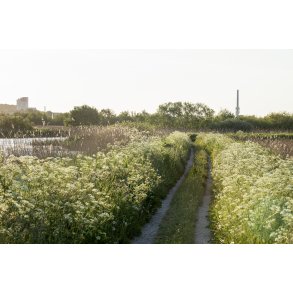 Gang og cykelsti fra Vorup enge og Guden� rasplads langs Guden�en, med Randers i baggrunden