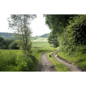 Forrsdag i naturen med markvej ved Hammershj i Viborg Kommune