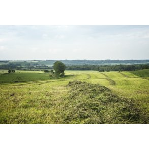 Nyslet grsmark i naturen ved Hammershj i Viborg Kommune