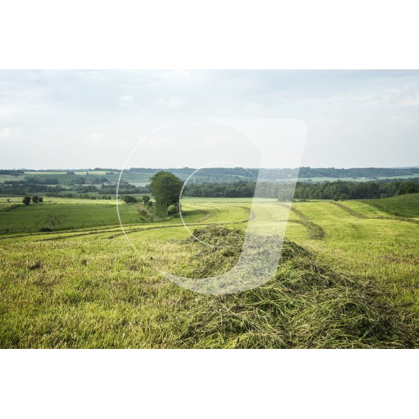 Nyslet grsmark i naturen ved Hammershj i Viborg Kommune