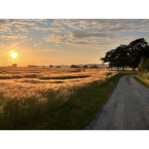 Solnedgang over markerne ved ster Alling Mark, i nrheden af Auning p Djursland