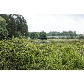 S og moseomrde tt p jernbanen ved Store kss i Rold Skov