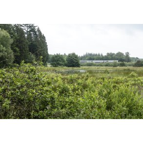 S og moseomrde tt p jernbanen ved Store kss i Rold Skov