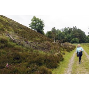 Rold Skov her p kanten af Rebild Bakker er et fantastisk vandre omrde