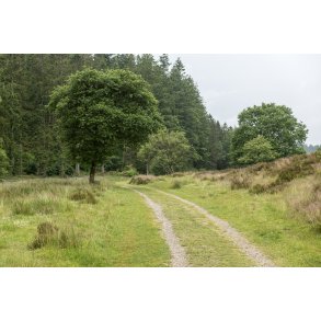 Rold Skov p kanten af Rebild Bakker
