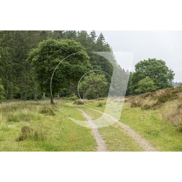 Rold Skov p kanten af Rebild Bakker