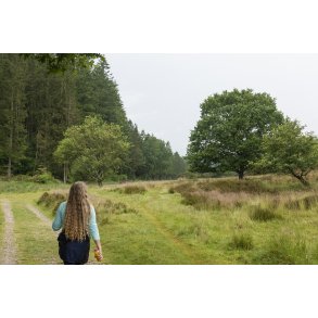 Rold Skov har mange muligheder for vandreture i en levende natur