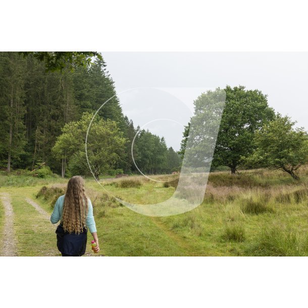 Rold Skov har mange muligheder for vandreture i en levende natur