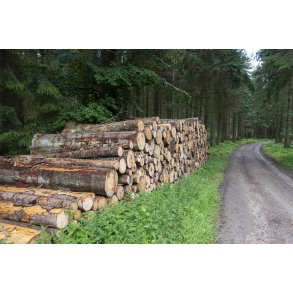 Ny fldede gran stammer i Rold Skov