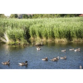 Andefamilie i Storkeengen ved Guden�en i Randers