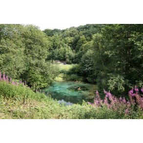 Farvestrlende kilde/s med udlb i Lindenborg  ved Gravlev S i Rebild Bakker.