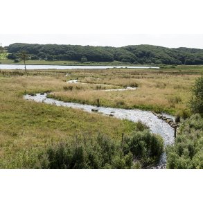 Lindenborg  lber forbi Gravlev S i Rebild Bakker