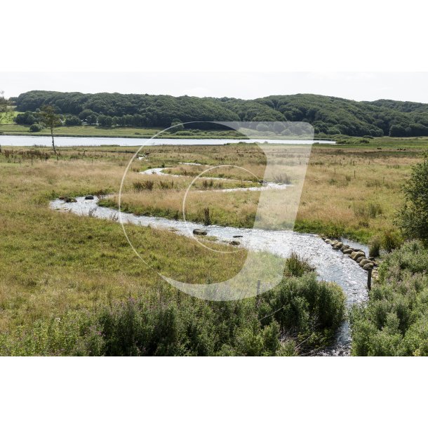 Lindenborg  lber forbi Gravlev S i Rebild Bakker