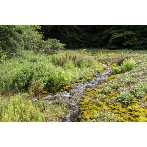 Ravnkilden udspringer i Gravlevdalen ved foden af Rebild Bakker
