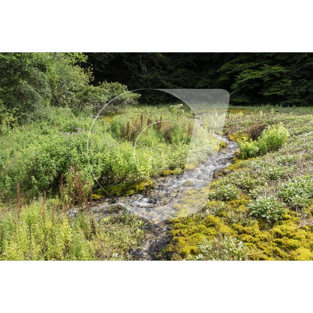 Ravnkilden udspringer i Gravlevdalen ved foden af Rebild Bakker