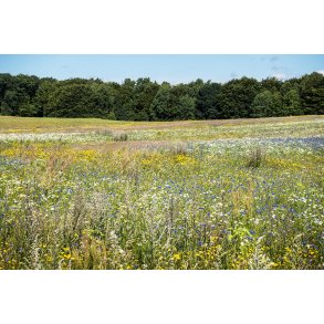 Biodiversitet i Rold Skov