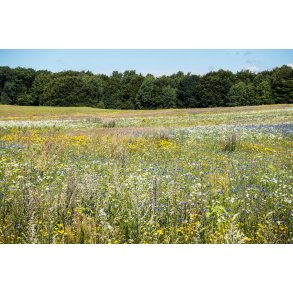 Biodiversitet i Rold Skov