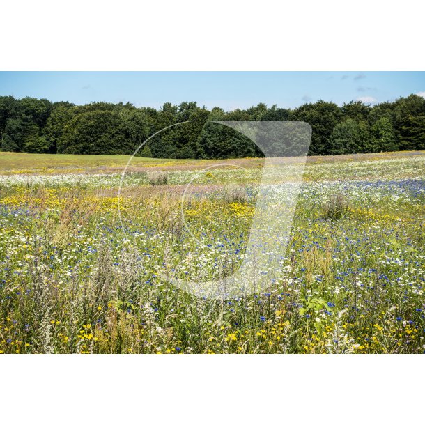 Biodiversitet i Rold Skov