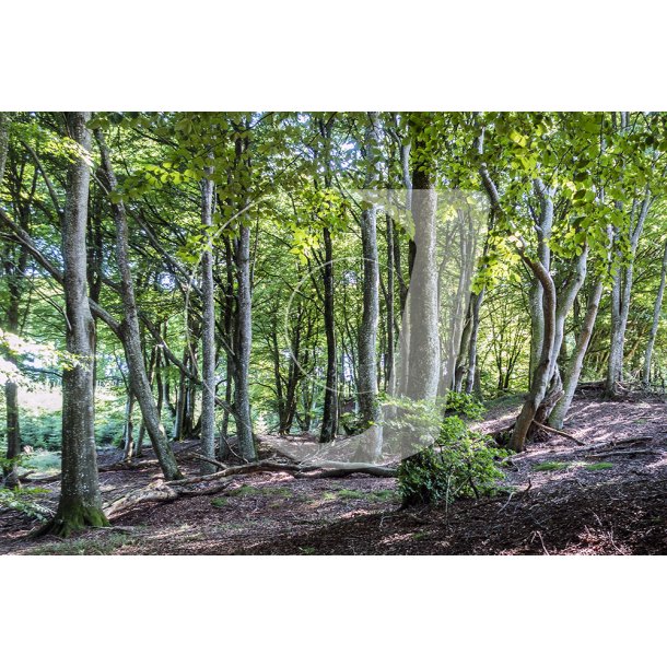 Rold skov