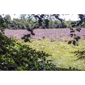 Lyngen blomstrer i Langmosen, som ligger tt p Madum S i Rold Skov