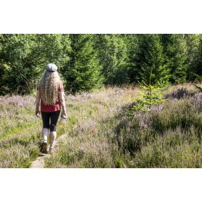 Vandresti i Rold Skov ved mose og lyng