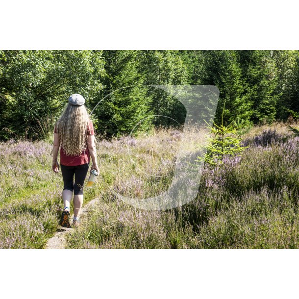 Vandresti i Rold Skov ved mose og lyng