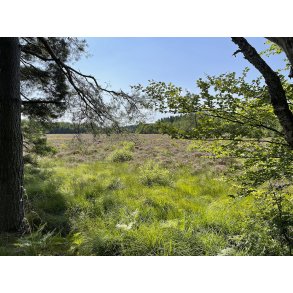 Lyngen blomstrer i Langmosen, som ligger tt p Madum S i Rold Skov
