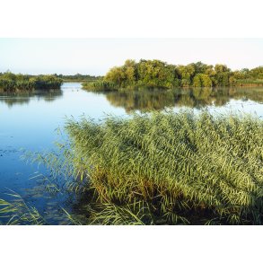 Sommermorgen ved Gudenen