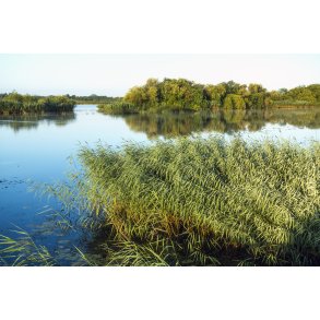 Morgen ved Guden�en i Randers