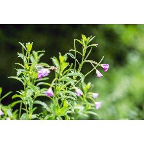 Blomster i regnen i Gammel Have ved Fussing S�